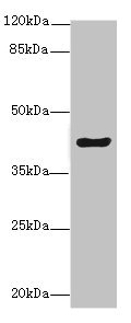 PEG1 / MEST Antibody - Western blot All Lanes: EIF3Fantibody at 5.78ug/ml+ Mouse kidney tissue Goat polyclonal to rabbit at 1/10000 dilution Predicted band size: 39,38,34 kDa Observed band size: 39 kDa