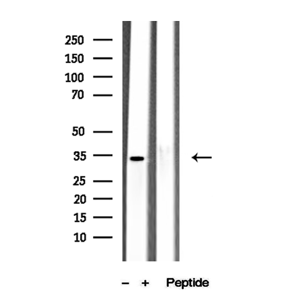 PEG1 / MEST Antibody - Western blot analysis of extracts of PC-3 cells using MEST antibody.