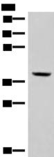 PEG1 / MEST Antibody - Western blot analysis of Mouse kidney tissue lysate  using MEST Polyclonal Antibody at dilution of 1:350