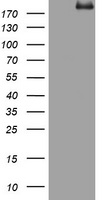 PEG3 Antibody - HEK293T cells were transfected with the pCMV6-ENTRY control (Left lane) or pCMV6-ENTRY PEG3 (Right lane) cDNA for 48 hrs and lysed. Equivalent amounts of cell lysates (5 ug per lane) were separated by SDS-PAGE and immunoblotted with anti-PEG3.