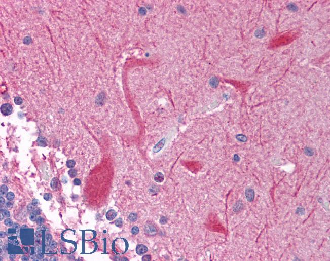 PEG3 Antibody - Anti-PEG3 antibody IHC of human brain, cerebellum. Immunohistochemistry of formalin-fixed, paraffin-embedded tissue after heat-induced antigen retrieval. Antibody concentration 5 ug/ml.  This image was taken for the unconjugated form of this product. Other forms have not been tested.