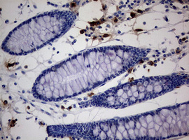 PEG3 Antibody - IHC of paraffin-embedded Human colon tissue using anti-PEG3 mouse monoclonal antibody.