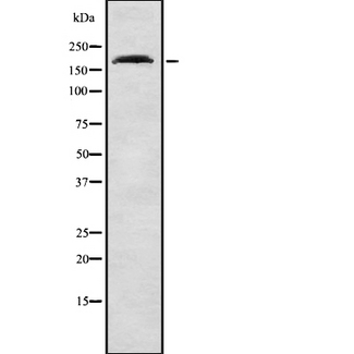 PEG3 Antibody - Western blot analysis of PEG3 using A549 whole cells lysates