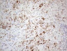 PELI1 / Pellino 1 Antibody - Immunohistochemical staining of paraffin-embedded Human lymph node tissue within the normal limits using anti-PELI1 mouse monoclonal antibody. (Heat-induced epitope retrieval by 1mM EDTA in 10mM Tris buffer. (pH8.5) at 120°C for 3 min. (1:150)