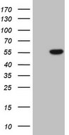 PELI1 / Pellino 1 Antibody - HEK293T cells were transfected with the pCMV6-ENTRY control (Left lane) or pCMV6-ENTRY PELI1 (Right lane) cDNA for 48 hrs and lysed. Equivalent amounts of cell lysates (5 ug per lane) were separated by SDS-PAGE and immunoblotted with anti-PELI1 (1:2000).