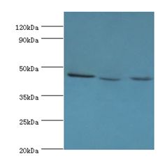 PELI1 / Pellino 1 Antibody - Western blot. All lanes: PELI1 antibody at 7 ug/ml. Lane 1: HL-60 whole cell lysate. Lane 2: mouse liver tissue. Lane 3: THP-1 whole cell lysate. Secondary antibody: Goat polyclonal to rabbit at 1:10000 dilution. Predicted band size: 46 kDa. Observed band size: 46 kDa.