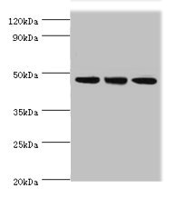 PELI1 / Pellino 1 Antibody - Western blot All lanes: PELI1 antibody at 7µg/ml Lane 1: HL60 whole cell lysate Lane 2: Mouse liver tissue Lane 3: THP-1 whole cell lysate Secondary Goat polyclonal to rabbit IgG at 1/10000 dilution Predicted band size: 46 kDa Observed band size: 46 kDa