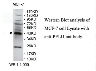 PELI1 / Pellino 1 Antibody
