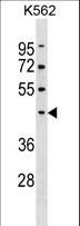 PELI1 / Pellino 1 Antibody - PELI1 Antibody western blot of K562 cell line lysates (35 ug/lane). The PELI1 antibody detected the PELI1 protein (arrow).