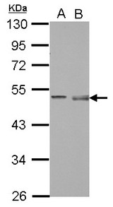 PELI1 / Pellino 1 Antibody - Sample (30 ug of whole cell lysate) A: THP-1 B: HL-60 10% SDS PAGE PELI1 antibody diluted at 1:500