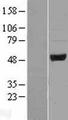 PELI2 / Pellino 2 Protein - Western validation with an anti-DDK antibody * L: Control HEK293 lysate R: Over-expression lysate