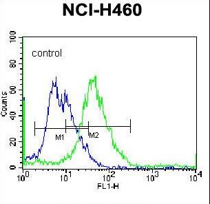 PELI3 / Pellino 3 Antibody - PELI3 Antibody flow cytometry of NCI-H460 cells (right histogram) compared to a negative control cell (left histogram). FITC-conjugated donkey-anti-rabbit secondary antibodies were used for the analysis.