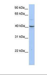 PELI3 / Pellino 3 Antibody - HepG2 cell lysate. Antibody concentration: 1.0 ug/ml. Gel concentration: 12%.  This image was taken for the unconjugated form of this product. Other forms have not been tested.