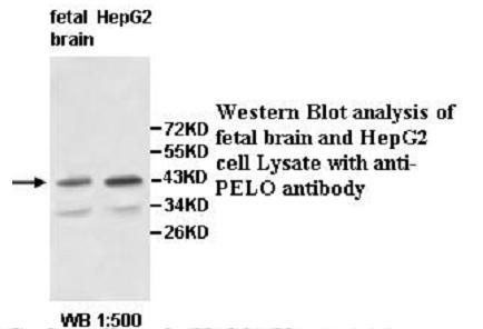 PELO Antibody