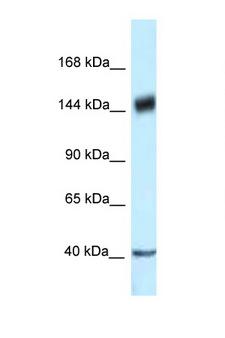 PELP1 Antibody - PELP1 antibody Western blot of HT1080 Cell lysate. Antibody concentration 1 ug/ml.  This image was taken for the unconjugated form of this product. Other forms have not been tested.