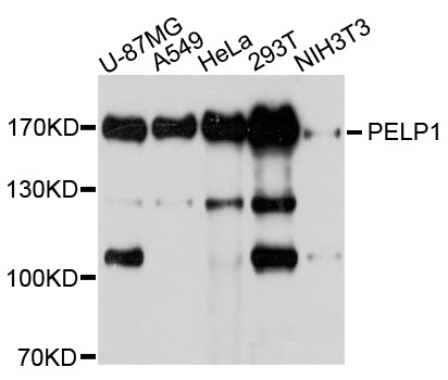 PELP1 Antibody - Western blot analysis of extracts of various cell lines.