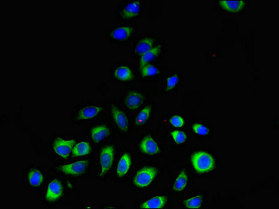 PEMT Antibody - Immunofluorescent analysis of A549 cells using PEMT Antibody at dilution of 1:100 and Alexa Fluor 488-congugated AffiniPure Goat Anti-Rabbit IgG(H+L)