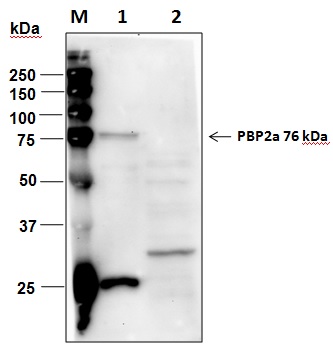 Penicillin Binding Protein 2a Antibody - Western Blot: First Antibody: 1µg/ml (Mouse anti-PBP2a (1X1000); Second Antibody: 12,000X (HRP-Goat Anti-Mouse IgG) M: Protein Marker Lane 1: Recombinant PBP2a 1µg Lane 2: MSSA lysate 15µl