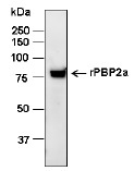 Penicillin Binding Protein 2a Antibody - Western blot analysis of 100 ng rPBP2a using purified rabbit anti-PBP2a primary antibody (1:1,000 µg/ml), Then the blot was incubated with anti-rabbit HRP-conjugated IgG (1:10,000).