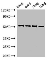 Penicillin-binding protein 4 Antibody - Positive WB detected in Recombinant protein;All lanes:pbpE antibody at 3?g/ml;Secondary;Goat polyclonal to rabbit IgG at 1/50000 dilution;Predicted band size: 52 KDa;Observed band size: 52 KDa;