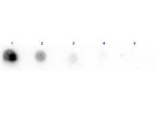 Penicillinase Antibody - Dot Blot results of rabbit Anti-Penicillinase Antibody Biotin Conjugated. Dots are Penicillinase at (1) 100ng, (2) 33.3ng, (3) 11.1ng, (4) 3.70ng, (5) 1.23ng. Blocking: MB-070 for 30 min at RT. Primary Antibody: Rabbit Anti-Penicillinase Biotin at 1µg/mL for 1hr at RT. Secondary Antibody: Streptavidin-HRP at 1:40,000 for 30min at RT. Imaged with BioRad ChemiDoc, Chemi filter.