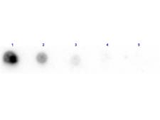 Penicillinase Antibody - Dot Blot results of Rabbit Anti-Penicillinase Antibody Biotin Conjugated. Dots are Penicillinase at (1) 100ng, (2) 33.3ng, (3) 11.1ng, (4) 3.70ng, (5) 1.23ng. Primary Antibody: Rabbit Anti-Penicillinase Biotin at 1µg/mL for 1hr at RT. Secondary Antibody: Streptavidin-HRP at 1:40,000 for 30min at RT.