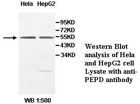PEPD / PROLIDASE Antibody