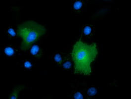PEPD / PROLIDASE Antibody - Anti-PEPD mouse monoclonal antibody  immunofluorescent staining of COS7 cells transiently transfected by pCMV6-ENTRY PEPD.