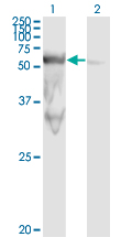 PEPD / PROLIDASE Antibody - Western Blot analysis of PEPD expression in transfected 293T cell line by PEPD monoclonal antibody (M01), clone 1D5-H3.Lane 1: PEPD transfected lysate (Predicted MW: 54.6 KDa).Lane 2: Non-transfected lysate.