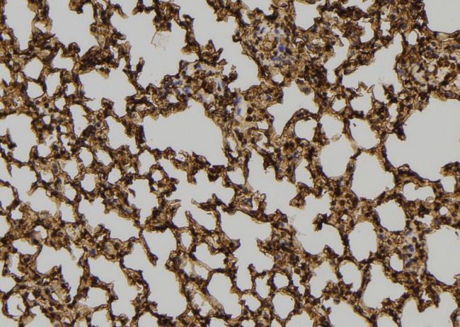 PEPD / PROLIDASE Antibody - 1:100 staining mouse lung tissue by IHC-P. The sample was formaldehyde fixed and a heat mediated antigen retrieval step in citrate buffer was performed. The sample was then blocked and incubated with the antibody for 1.5 hours at 22°C. An HRP conjugated goat anti-rabbit antibody was used as the secondary.