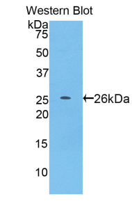 Pepsin Antibody - Western blot of recombinant Pepsin.  This image was taken for the unconjugated form of this product. Other forms have not been tested.