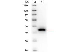 Pepsin Antibody - Western Blot of Goat anti-Pepsin Antibody Biotin Conjugated. Lane 1: Pepsin. Load: 50 ng per lane. Primary antibody: Goat anti-Pepsin Antibody Biotin Conjugated 1:1,000 overnight at 4°C. Secondary antibody: HRP Streptavidin at 1:40,000 for 30 min at RT. Block: MB-070 for 30 min at RT. Predicted/Observed size: 41 kDa, 41 kDa for Pepsin.
