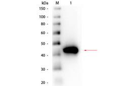 Pepsin Antibody - Western Blot of Goat anti-Pepsin Antibody Peroxidase Conjugated. Lane 1: Pepsin. Load: 50 ng per lane. Primary antibody: Goat anti-Pepsin Antibody Peroxidase Conjugated at 1:1,000 overnight at 4°C. Secondary antibody: n/a Block: MB-070 for 30 min at RT. Predicted/Observed size: 41 kDa, 41 kDa for Pepsin.