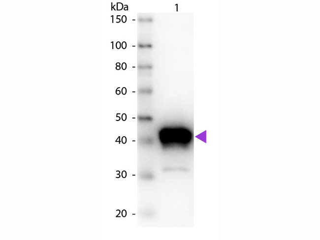 Pepsin Antibody - Western Blot of Goat anti-Pepsin Antibody. Lane 1: Pepsin. Lane 2: None. Load: 50 ng per lane. Primary antibody: Pepsin primary antibody at 1:1,000 overnight at 4°C. Secondary antibody: Peroxidase goat secondary antibody at 1:40,000 for 30 min at RT. Block: MB-070 for 30 min at RT. Predicted/Observed size: 35 kDa, 35 kDa for Pepsin. Other band(s): None.