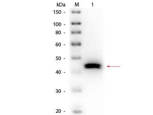 Pepsin Antibody - Western Blot of Goat anti-Pepsin Antibody Biotin Conjugated. Lane 1: Pepsin. Load: 50 ng per lane. Primary antibody: Goat anti-Pepsin Antibody Biotin Conjugated 1:1,000 overnight at 4°C. Secondary antibody: HRP Streptavidin at 1:40,000 for 30 min at RT.