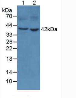 Pepsinogen A Antibody