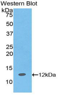 Peptide YY / PYY Antibody - Western blot of recombinant Peptide YY / PYY.  This image was taken for the unconjugated form of this product. Other forms have not been tested.