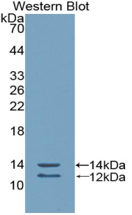 Peptide YY / PYY Antibody - Western Blot; Sample: Recombinant protein.