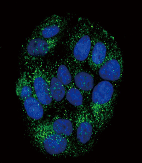 Peptide YY / PYY Antibody - Confocal immunofluorescence of PYY Antibody with MCF-7 cell followed by Alexa Fluor 488-conjugated goat anti-rabbit lgG (green). DAPI was used to stain the cell nuclear (blue).
