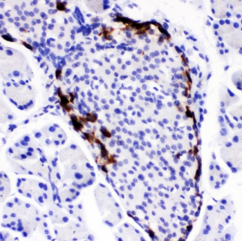 Peptide YY / PYY Antibody - IHC testing of FFPE mouse pancreas with PYY antibody. HIER: boil tissue sections in pH6, 10mM citrate buffer, for 10-20 min followed by cooling at RT for 20 min.