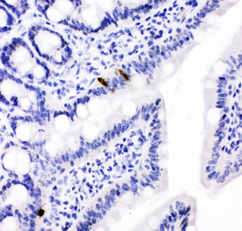Peptide YY / PYY Antibody - IHC testing of FFPE rat intestine with PYY antibody. HIER: boil tissue sections in pH6, 10mM citrate buffer, for 10-20 min followed by cooling at RT for 20 min.