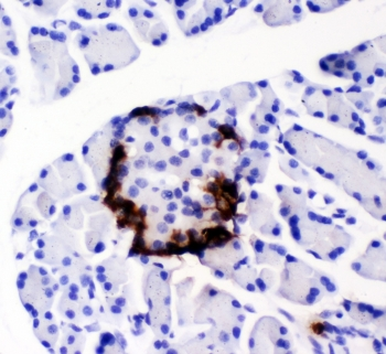 Peptide YY / PYY Antibody - IHC testing of FFPE rat pancreas with PYY antibody. HIER: boil tissue sections in pH6, 10mM citrate buffer, for 10-20 min followed by cooling at RT for 20 min.