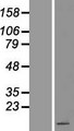 Peptide YY / PYY Protein - Western validation with an anti-DDK antibody * L: Control HEK293 lysate R: Over-expression lysate