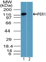 PER1 Antibody - Western blot of PER1 in HEPG2 cell lysates in the 1) absence and 2) presence of immunizing peptide using Peptide-affinity Purified Polyclonal Antibody to PER1 at 6 ug/ml. Goat anti-rabbit Ig HRP secondary antibody, and PicoTect ECL substrate solution, were used for this test.