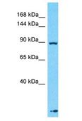 PER1 Antibody - PER / PER1 antibody Western Blot of Fetal Liver. Antibody dilution: 1 ug/ml.  This image was taken for the unconjugated form of this product. Other forms have not been tested.