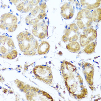 PER1 Antibody - Immunohistochemistry of paraffin-embedded human gastric using PER1 antibody at dilution of 1:100 (x40 lens).
