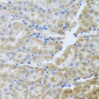 PER1 Antibody - Immunohistochemistry of paraffin-embedded rat kidney using PER1 antibody at dilution of 1:100 (x40 lens).