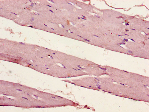PER1 Antibody - Immunohistochemistry of paraffin-embedded human skeletal muscle tissue using PER1 Antibody at dilution of 1:100