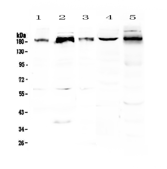 PER1 Antibody - Western blot - Anti-PER1 Picoband antibody