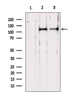 PER1 Antibody - Western blot analysis of extracts of various samples using PER1 antibody. Lane 1: mouse Myeloma cells treated with blocking peptide. Lane 2: mouse Myeloma cells; Lane 3: mouse lung;